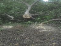 CEVİZ AĞAÇLARINI ÇALDILAR