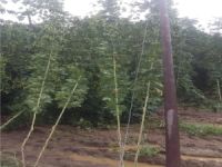 ŞİDDETLİ YAĞIŞ TARIM ARAZİLERİNİ VURDU