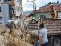 YARALI ATIN İMDADINA YETİŞTİLER