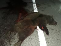 TIRIN ÇARPTIĞI AYI TELEF OLDU