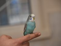 EVİNİ KAYBEDEN MUHABBET KUŞU SAHİBİNİ BEKLİYOR