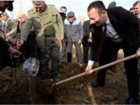 CEVİZ FİDANLARI TOPRAKLA BULUŞTU