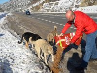 SOKAK HAYVANLARI NEREDEYSE BOZÜYÜK BELEDİYESİ ORADA
