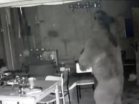 ALABALIK TESİSİNE GİRİP KARNINI DOYURDU!