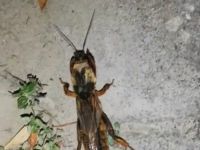 ÇEKİRGE MERAK UYANDIRDI!