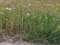 OTLAR KAZAYA DAVETİYE ÇIKARIYOR