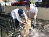 KUDUZ AŞISI KAMPANYASINA YOĞUN İLGİ