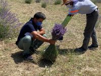 İLK LAVANTA HASADI YAPILDI