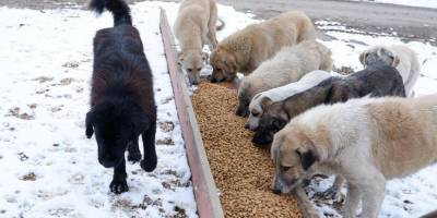 Sokak Hayvanları Unutulmadı